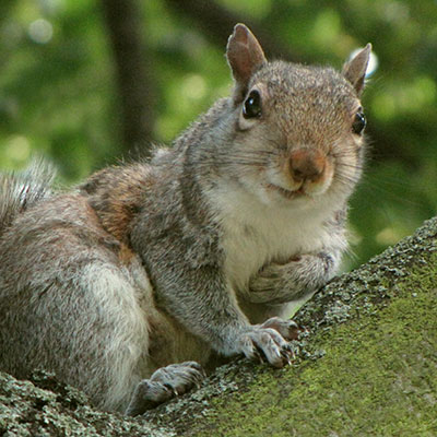 squirrel