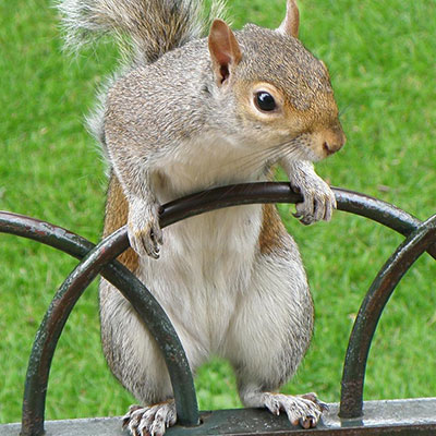 squirrel